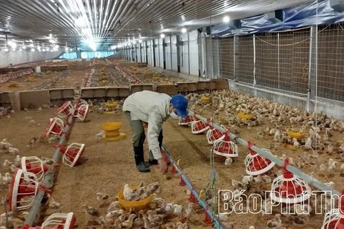 Sử dụng công nghệ, tiến bộ kỹ thuật trong chăn nuôi tập trung
