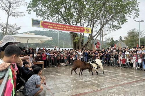 Độc đáo hội chọi dê trong Lễ hội xuống đồng của dân tộc Cao Lan