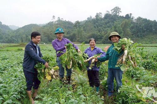 Vụ đông khởi sắc nhờ liên kết sản xuất