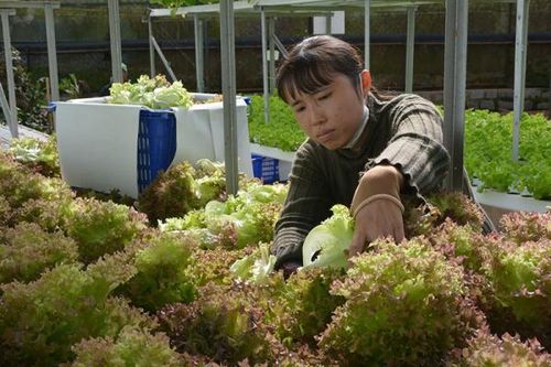 Nghịch lý nông sản Đà Lạt giữa mùa Tết