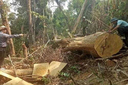 Nhận hối lộ, Giám đốc Công ty Lâm nghiệp Ea Kar bị bắt