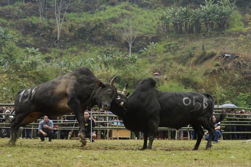 Lễ hội chọi bò Quảng Lâm
