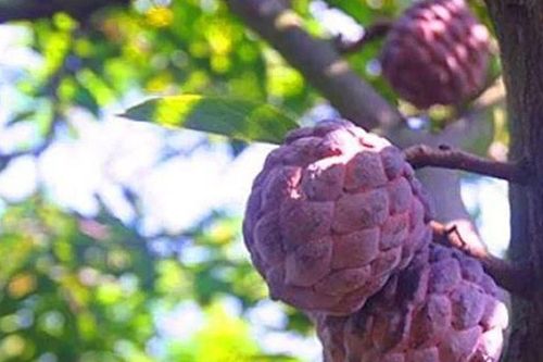 Loại quả đứng top 2 thực phẩm bổ dưỡng nhất: Ở Việt Nam có giống màu tím từng gây 'sốt' vài trăm nghìn/kg
