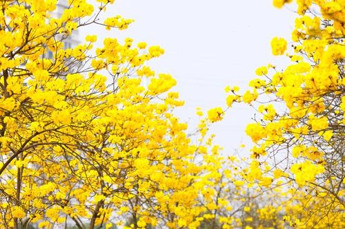 Không cần đi xa, ngay Hà Nội cũng có mùa hoa đẹp mê mẩn thế này