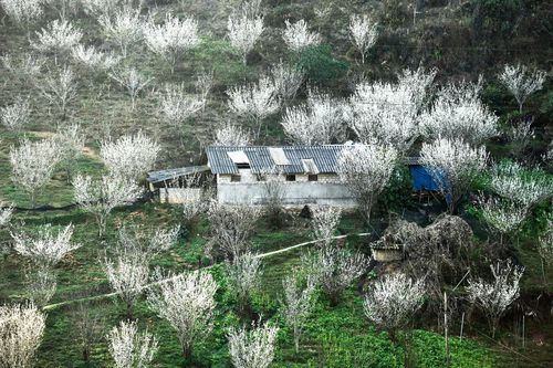 Núi rừng Lào Cai phủ trắng sắc hoa mận cuối tháng 2