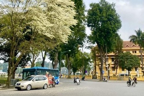 Hoa sưa nở trắng trời Hà Nội: Các cung đường 'hút' người check-in