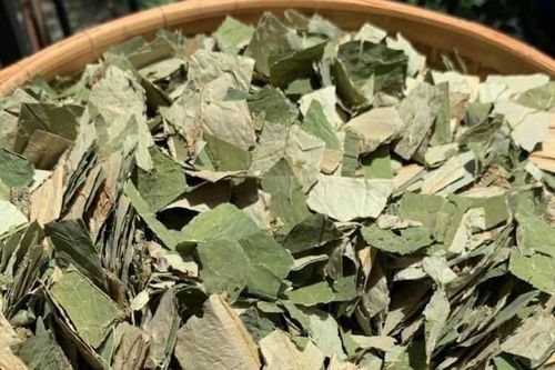 Loại lá giảm béo hiệu quả nhưng 2 nhóm người cần thận trọng khi dùng