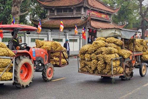 Khoai tây được mùa sau Tết, nông dân Quảng Ninh phấn khởi vì có khoản tiền lớn