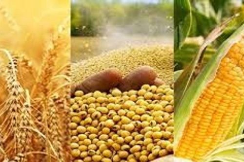 USDA dự báo sản lượng ngô toàn cầu 2025/2026 đạt 1.295,9 triệu tấn, tăng trưởng 5,3%