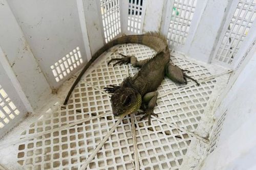 Nam thanh niên bắt được 'Rồng đất' quý hiếm, vội mang nộp cho công an