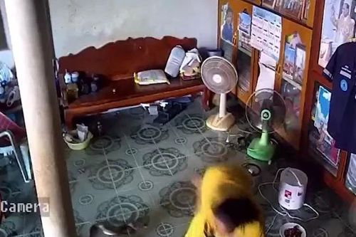 Rắn hổ mang chúa bò vào phòng khách, cụ bà 66 tuổi thoát nạn trong gang tấc