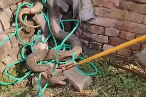 Phát hiện trăn khổng lồ dài 3,6 mét trong vườn nhà