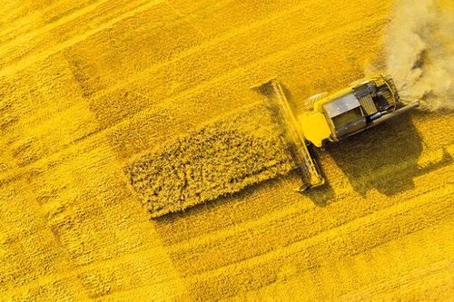 Trung Quốc giảm mạnh thuế chống bán phá giá đối với hạt cải dầu Canada