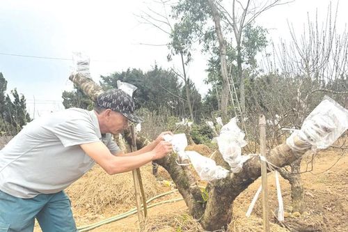 'Giữ ' mùa xuân ở lại