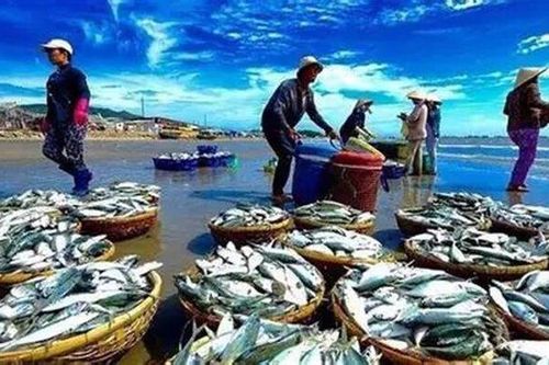 Cơ hội bứt phá xuất khẩu thủy sản năm 2026