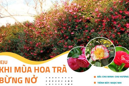 Jeju- Khi mùa hoa trà bừng nở