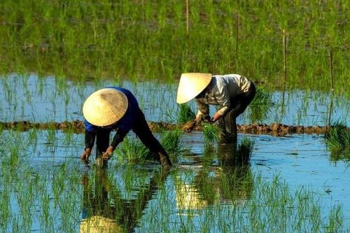 Tháng Giêng cấy lúa ngoài đồng