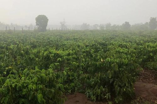 'Mưa vàng' giữa mùa khô: Người trồng cà phê phấn khởi vì tiết kiệm chi phí
