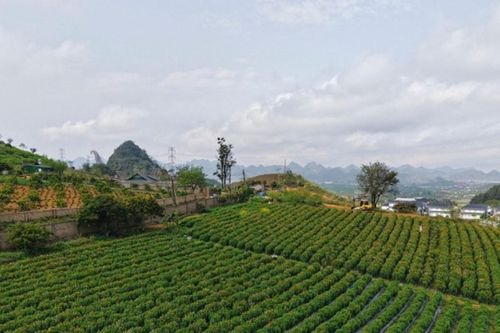Mộc Châu: Check-in đồi hoa bất tử rộng 4.000 m2 rực rỡ sắc màu vùng cao