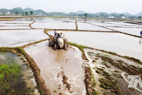 Tạo thế chủ động cho vụ xuân ở An Khánh