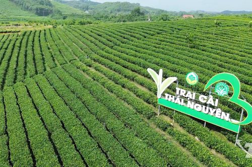 Liên kết tour sinh thái vùng chè, gia tăng sức hút của du lịch Thái Nguyên