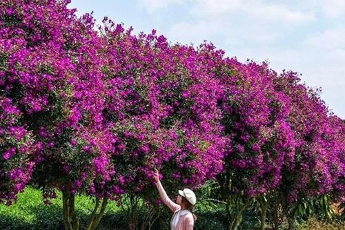 Vẻ đẹp miên man hoa mua tím trên nông trường chè ở Lâm Đồng