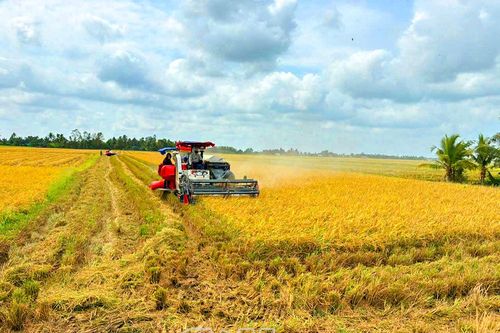 Niềm vui trên 'đồng vàng' đầu xuân
