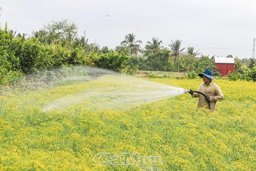 Cánh đồng thì là duy nhất ở Cà Mau vào mùa thu hoạch