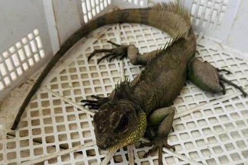 Tây Ninh: Thanh niên bắt được 'rồng đất', giao cho Công an xã