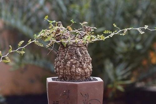 'Quái vật bonsai' giá trăm triệu khiến người chơi mê mẩn