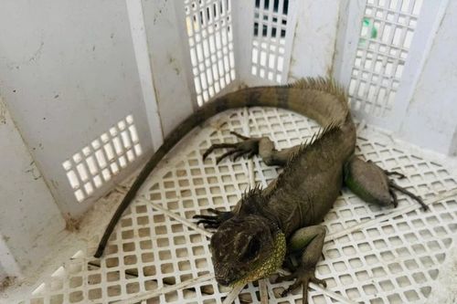 Người dân Tây Ninh tự nguyện giao nộp rồng đất có tên trong Sách đỏ