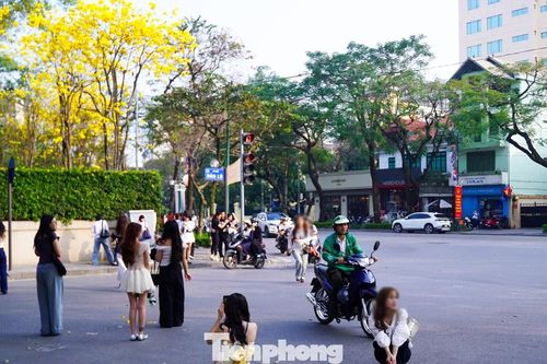Vô tư đứng, ngồi giữa lòng đường chụp ảnh với hoa phong linh