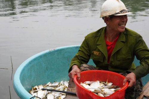 Mùa săn cá mòi dưới chân đập Rào Nan