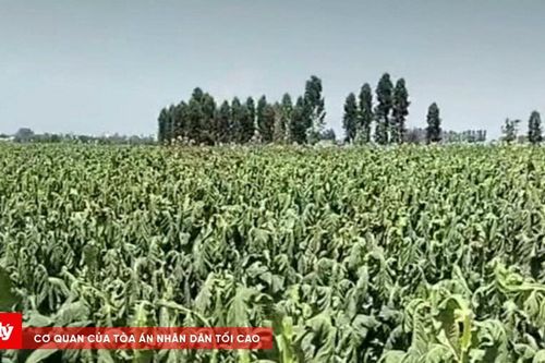 Gia Lai: 'Mưa vàng' hóa 'mưa họa', 80ha thuốc lá bị ngập