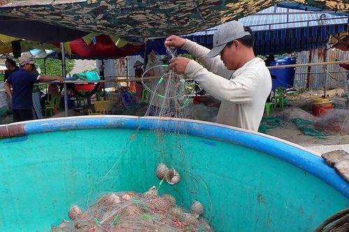 Ngư dân Lâm Đồng trúng đậm ốc mè sau Tết