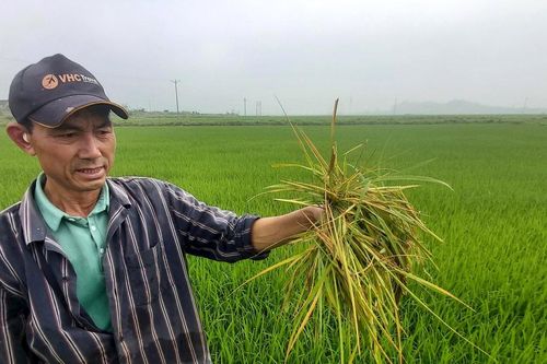 Nông dân Nghệ An chủ động phòng trừ chuột gây hại lúa xuân