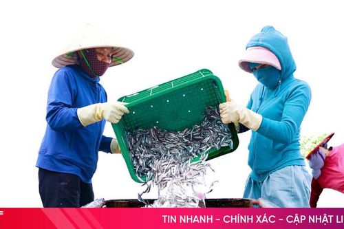 Được mùa cá cơm, làng biển phía Nam Hà Tĩnh rộn ràng vụ sản xuất mới