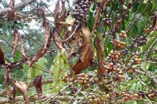 Nấm 'nhảy gen' - Hiểm họa đe dọa ngành cà phê toàn cầu