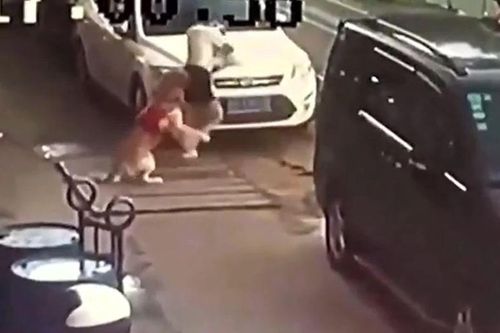 Cô gái liều mình che chắn cho chó cưng khi bị chó dữ lao vào tấn công