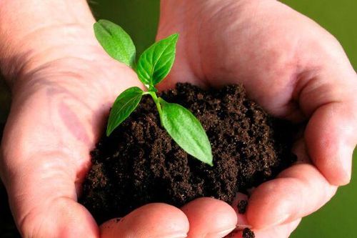 Ngành phân bón dự báo tăng trưởng mạnh, cổ phiếu DPM và DCM đang được định giá hấp dẫn