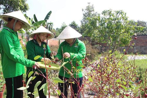 Giá trị kép từ sản phẩm OCOP