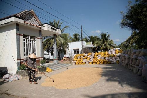 Nhớ sân phơi lúa