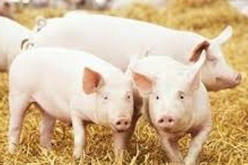 Argentina ghi nhận sản lượng thịt lợn năm 2025 đạt hơn 812.000 tấn, thâm hụt thương mại tăng mạnh