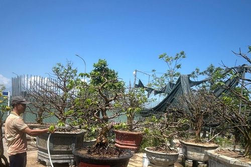 Nhộn nhịp dịch vụ chăm sóc, thu mua cây cảnh sau Tết