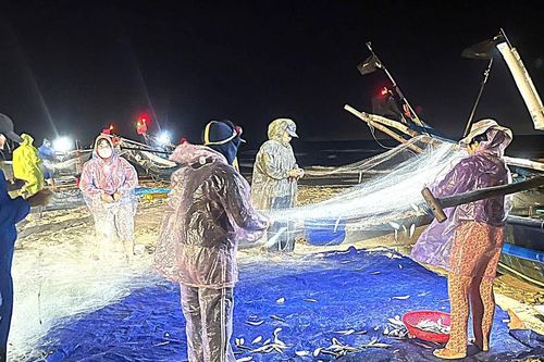Ngư dân Tam Thanh trúng đậm mùa cá trích