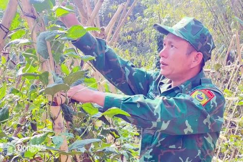 Bộ đội vùng biên tăng gia sản xuất, gắn bó với mảnh đất biên cương