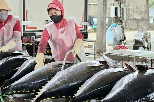 Ngư dân Gia Lai trúng cá ngừ đại dương sau chuyến biển xuyên Tết