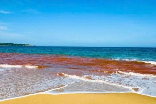 Nước biển Hoài Nhơn Bắc đổi màu không phải do thủy triều đỏ