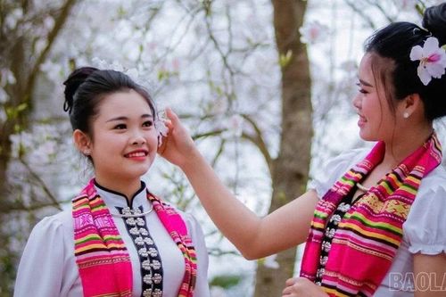 Mường Lò mùa ban trắng