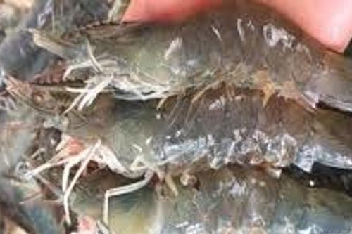 Xuất khẩu tôm Ấn Độ đạt 5,66 tỷ USD năm 2025: EU và Việt Nam trở thành động lực chính